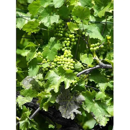 Ferienhaus One-bedroom